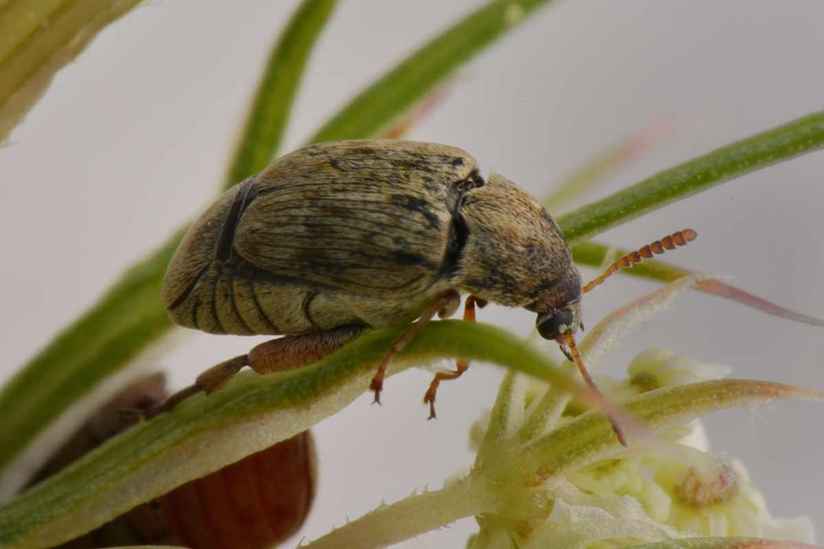 Bruchidius terrenus (cfr.)